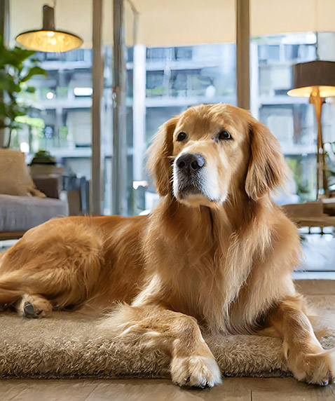 Pets in Condominiums: Furry Friends Bring Some Condominium Challenges