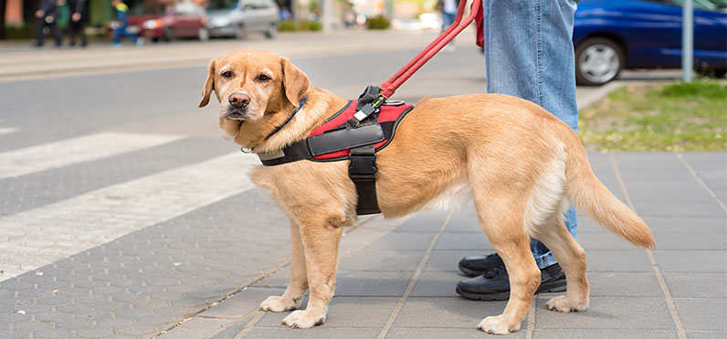 HUDS Guidance on Assistance Animals